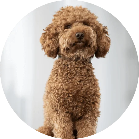 Portrait von Seppi dem Pudel